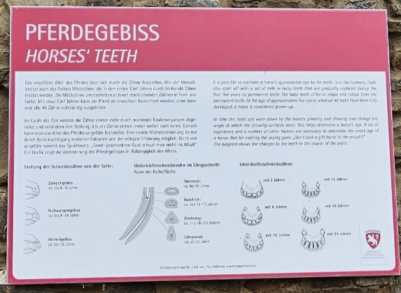 tanden paarden uitleg