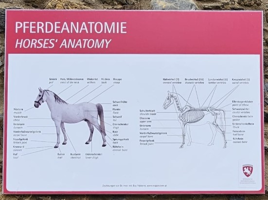 paard anatomie Lipizzaner paarden Piber Stud Farm Oostenrijk
