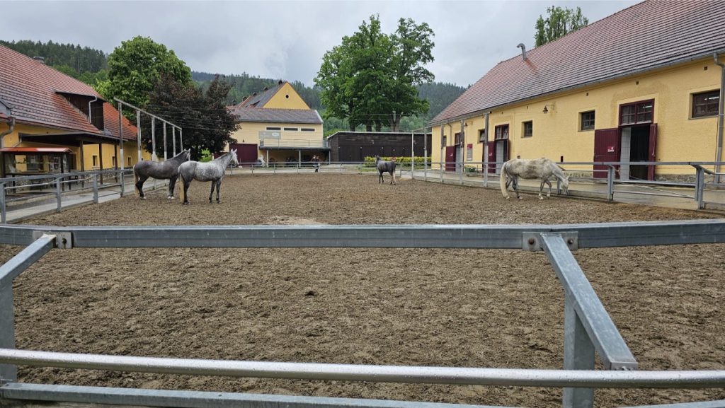 buitenbak Lipizzaner paarden Piber Stud Farm Oostenrijk
