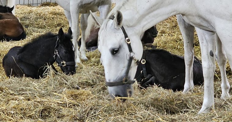 Piber Stud Farm – een geboorteplek van de Lipizzaner paarden