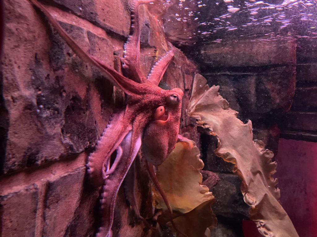 Sealife octopus